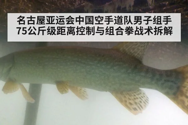 名古屋亚运会中国空手道队男子组手75公斤级距离控制与组合拳战术拆解